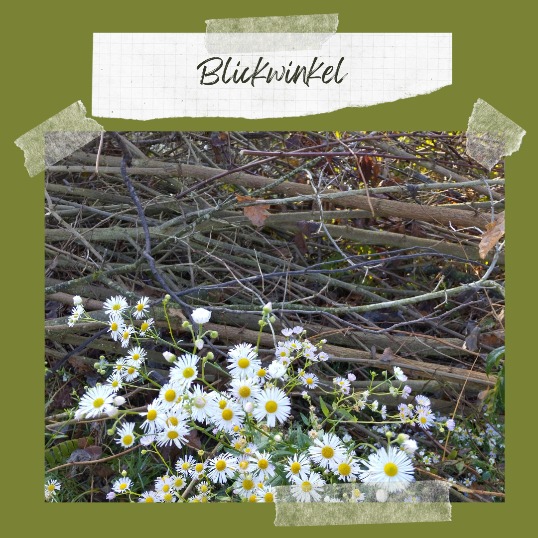 Blickwinkel (2)