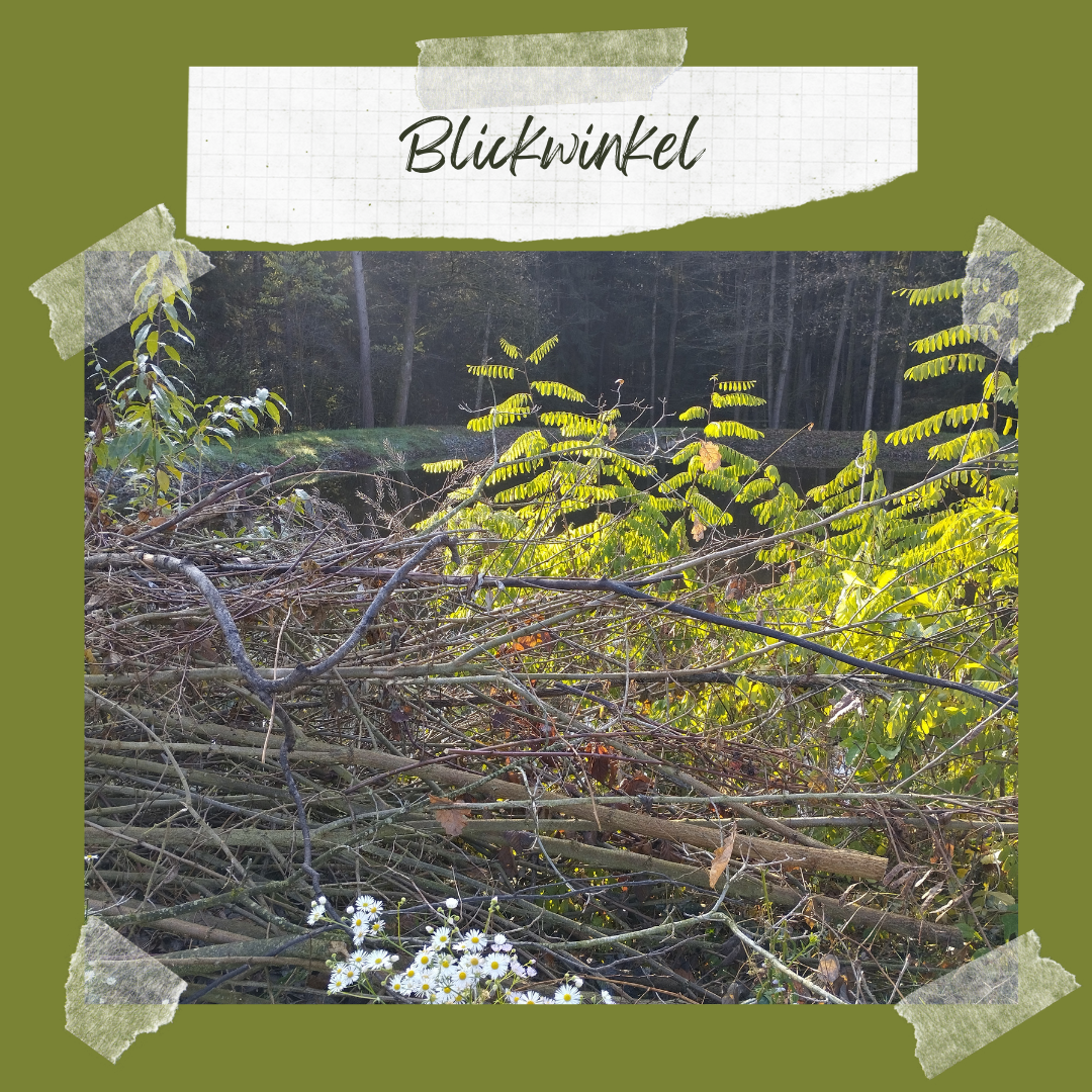 Blickwinkel (3)